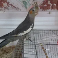 جوجه عروس هلندی دوماهه|پرنده|لاهیجان, آهندان|دیوار