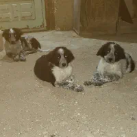 سگ قدرجونی اصیل