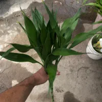 گل بامبو سبز رومیزی