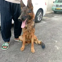 سگ ژرمن پژدر