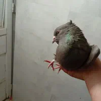 ماکت کبوتر|مجسمه، تندیس، ماکت|ایلام, |دیوار