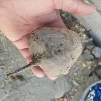 چغندر لبو|خوردنی و آشامیدنی|زند, |دیوار