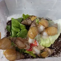 حلزون آلبینو مولد