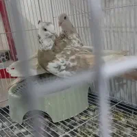 یک جفت چتن همه چی تموم