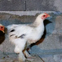 نیمچه خروس امپراطور پاپر|حیوانات مزرعه|قائمشهر, |دیوار