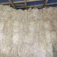 سرچین برنج برای دام