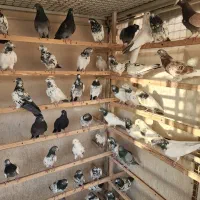 کبوتر پرشی|پرنده|اسلام‌شهر, ایرین|دیوار