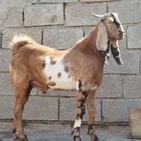 بز کهره|حیوانات مزرعه|بندر ماهشهر, |دیوار