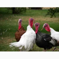 بیوتی کاملا ارگانیک|حیوانات مزرعه|جویبار, |دیوار