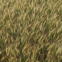 گندم بذری رقم ایکونا