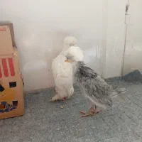 جوجه سلطان