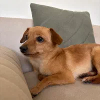 واگذاری سگ اشپیتز|سگ|کیش, |دیوار