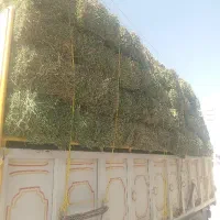 بهترین یونجه با بهترین قیمت