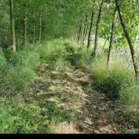 فروش 22هکتار زمین کشاورزی درختکاری شده نسقی
