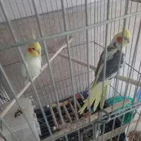 ۲عددعروس هلندی|پرنده|قم, سید معصوم|دیوار