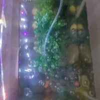 آکواریوم شیشه خم با ماهی|ماهی|تهران, حکیمیه|دیوار