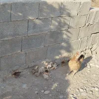جوجه سالم تغذیه شده