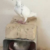 کبوتر پلاکی ذات دار|پرنده|سیسخت, |دیوار