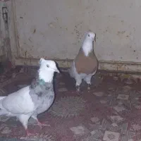 توقی هفترنگ