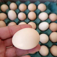 تخم مرغ محلی|خوردنی و آشامیدنی|مرودشت, فاز دوم شهرک فرهنگیان|دیوار