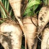 چغندر فروشی