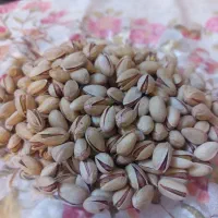 پسته سفید خندان