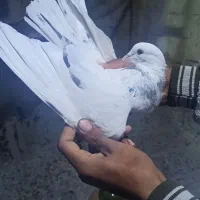 کبوتر پرشی|پرنده|ماهنشان, |دیوار