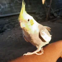 گمشده .گمشده|حیوانات|میناب, |دیوار