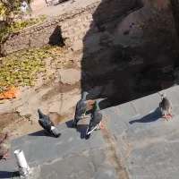 کبوتر سبز و پلاکی|پرنده|شباب, |دیوار