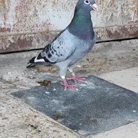 پرنده|پرنده|سوسنگرد, |دیوار