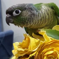 جوجه گرینچیک دستی ۴۴روزه