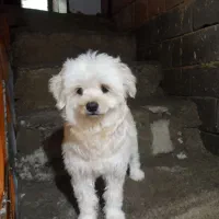 سگهای پا کوتاه|سگ|بهارستان, |دیوار