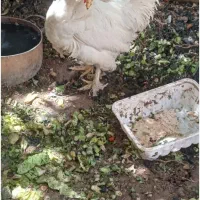 فروش دو عدد مرغ لهستانی