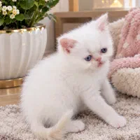 بچه گربه های اشرافی