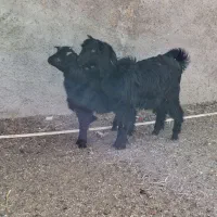 بزغاله نرو ماده|حیوانات مزرعه|پاکدشت, پاکدشت (مامازند)|دیوار