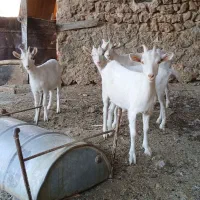 کهره سانن|حیوانات مزرعه|شیراز, داریون|دیوار