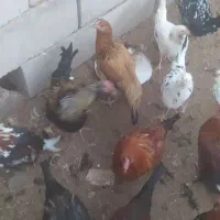 مرغ و خروس|حیوانات مزرعه|رفسنجان, |دیوار