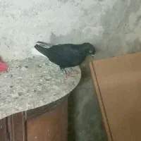 فروش کفتر دم سفید|پرنده|کرج, حیدرآباد|دیوار