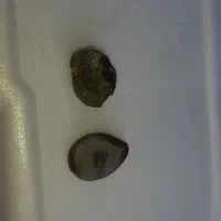 سنگ|جواهرات|خرمآباد, |دیوار