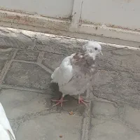 طوقی|پرنده|شیراز, داریون|دیوار