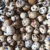 تخم نطفه دار بلدرچین نژاد ژاپنی فروش عمده