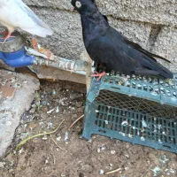 کبوتر زاغ آبادانی|پرنده|بندر ماهشهر, |دیوار