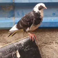 هرکی‌مثل‌این‌کبوتر‌گرفته‌ازش‌خریدارم‌‌‌