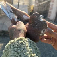 کفتر پرشی آس