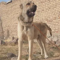سرابی۱۲ماهه مخصوص نگهبانی