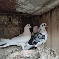 کفتر نر دم غلط