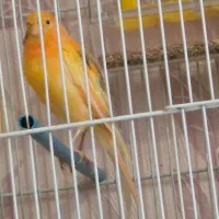 ماده ردفاکتور به همراه دو عددنر|پرنده|مشهد, شریف|دیوار