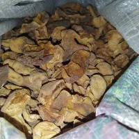 قیصی زرد آلو آفتابی ارگانیک