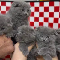 Kitten|گربه|تهران, تهرانسر مرکزی|دیوار