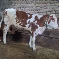 گاوسیمینتال